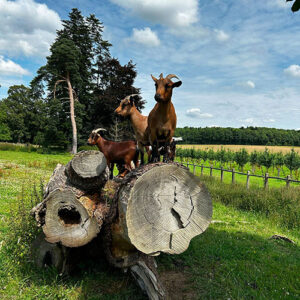 Domaine De La Touche