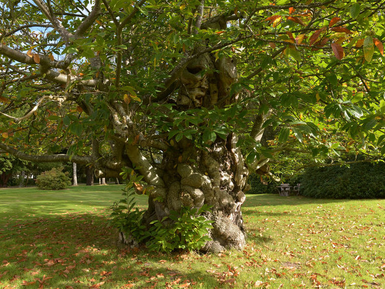 Myres Castle