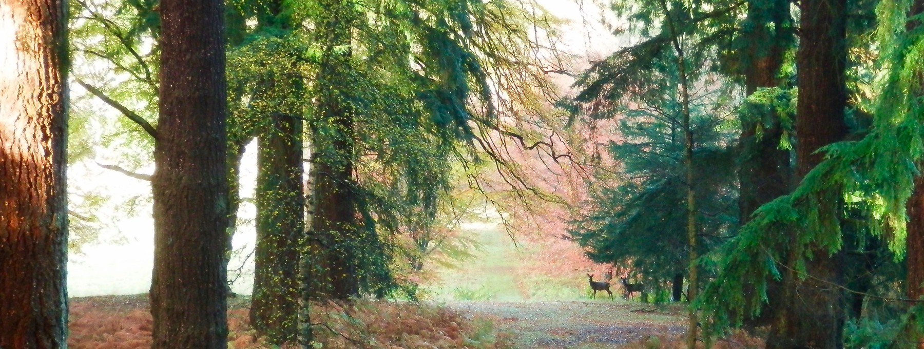 Murthly Estate